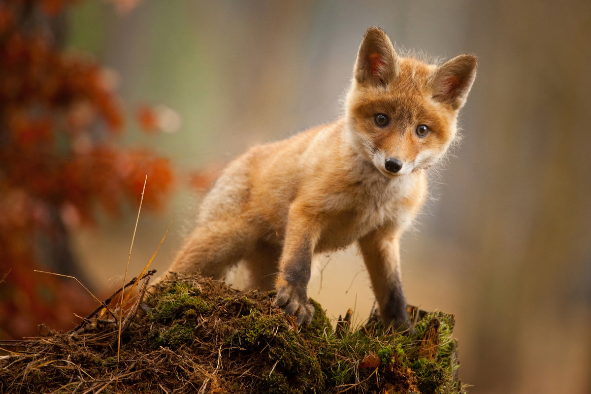 framedcanvas-print-fox