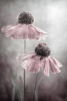 canvas-print-duet-x