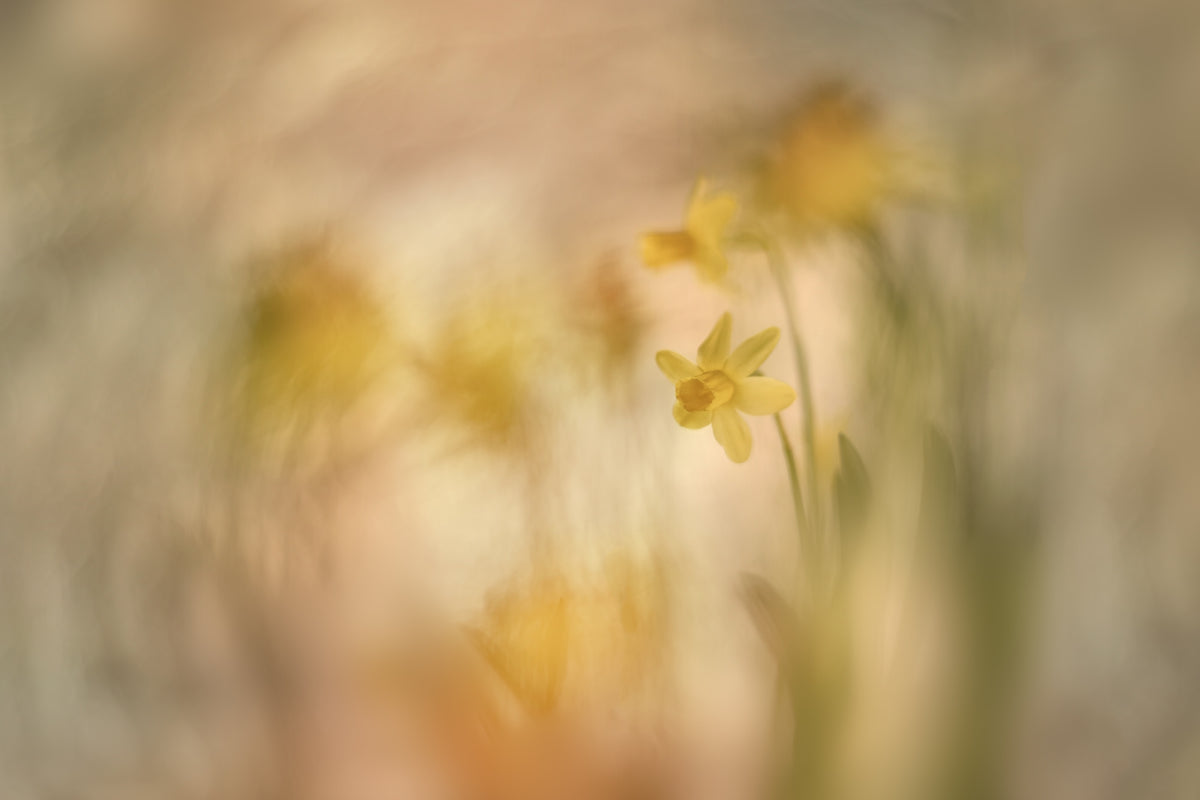 framedcanvas-print-daffodils-2