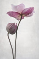 framedposter-print-a-little-touch-x