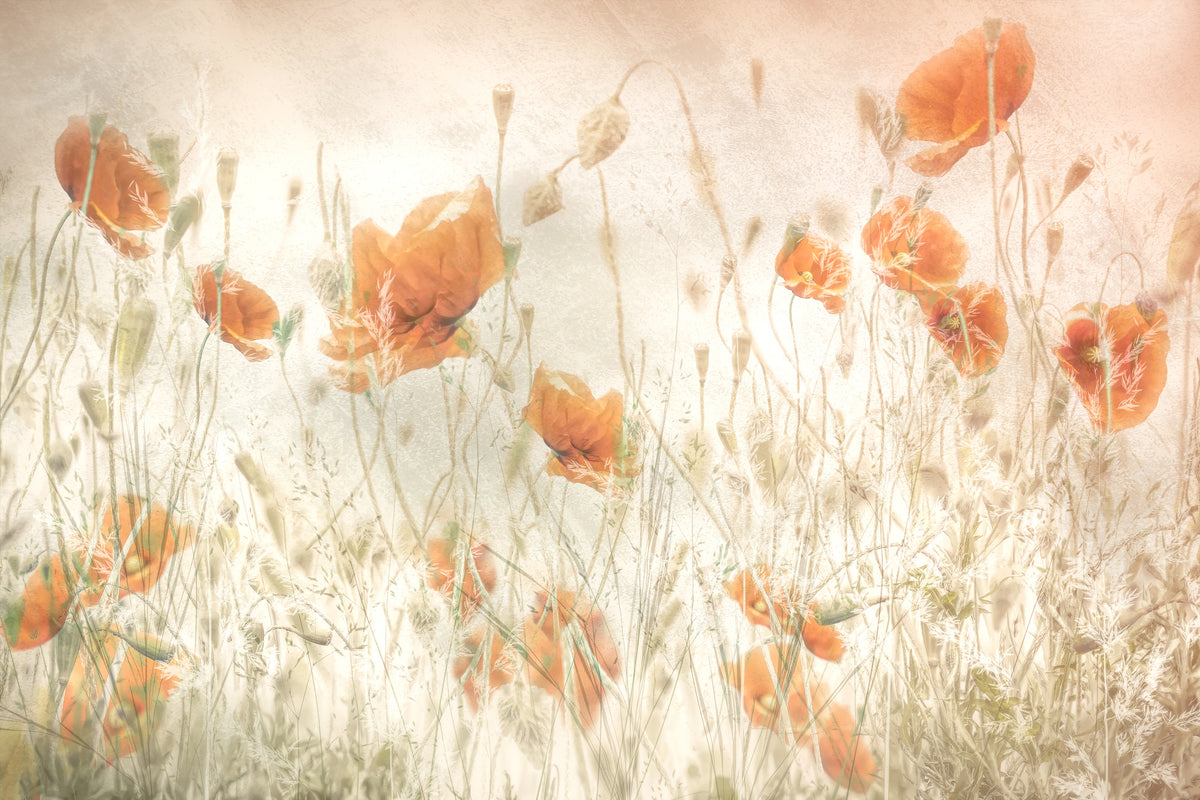 canvas-print-poppies-in-the-field