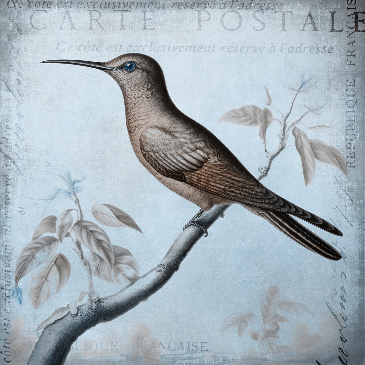 aluminium-print-hummingbird-romance-aqua-blue-ii