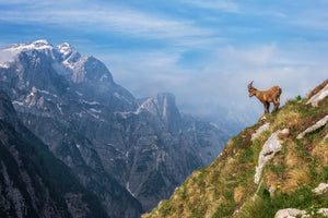 canvas-print-alpine-ibex-in-the-mountains-x