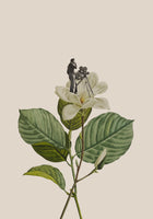 framedposter-print-botanical-vintage-cameraman