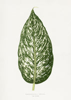poster-print-dieffenbachia-seguina-leaf-illustration