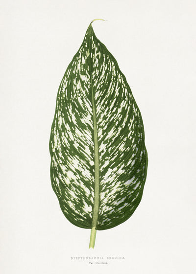 poster-print-dieffenbachia-seguina-leaf-illustration