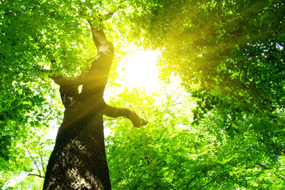 poster-print-tree