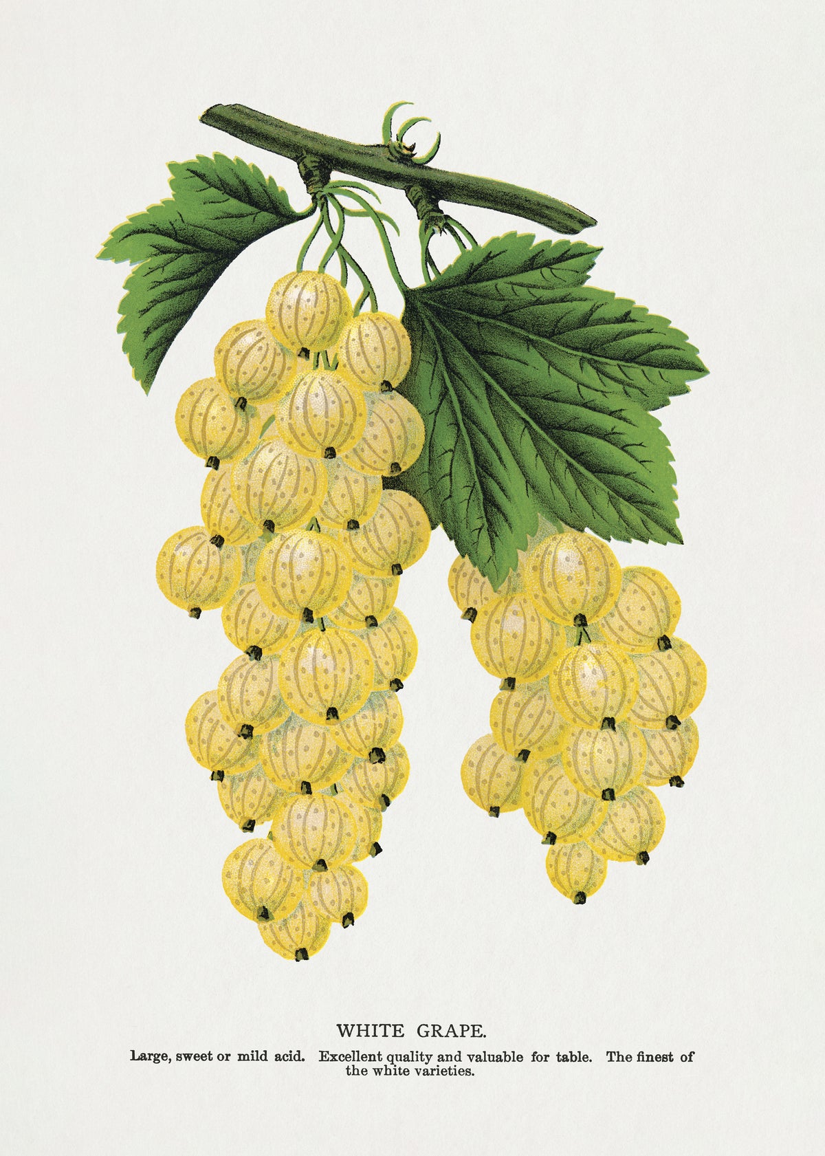 aluminium-print-white-grape-lithograph