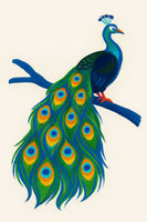 canvas-print-peacock-reverie