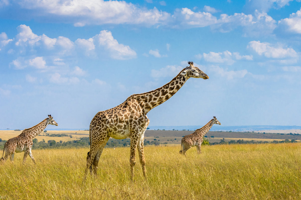 acrylic-print-trio-giraffes-x