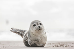 poster-print-kleine-robbe-am-strand