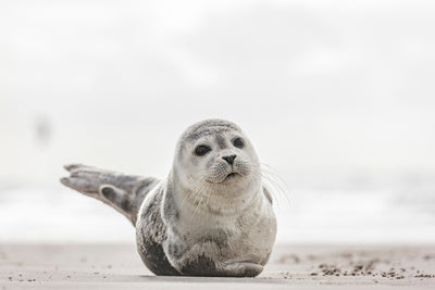 poster-print-kleine-robbe-am-strand