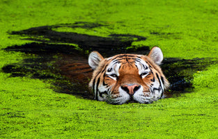 framedcanvas-print-camouflage