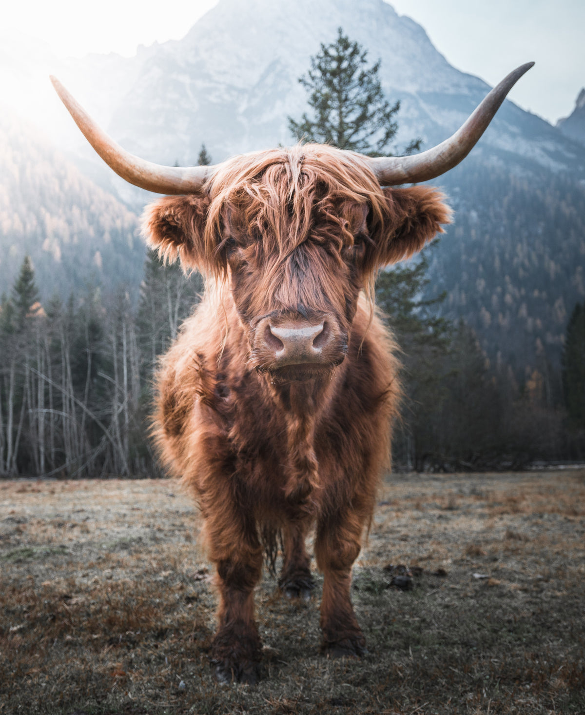poster-print-highland-cattle-at-sunrise