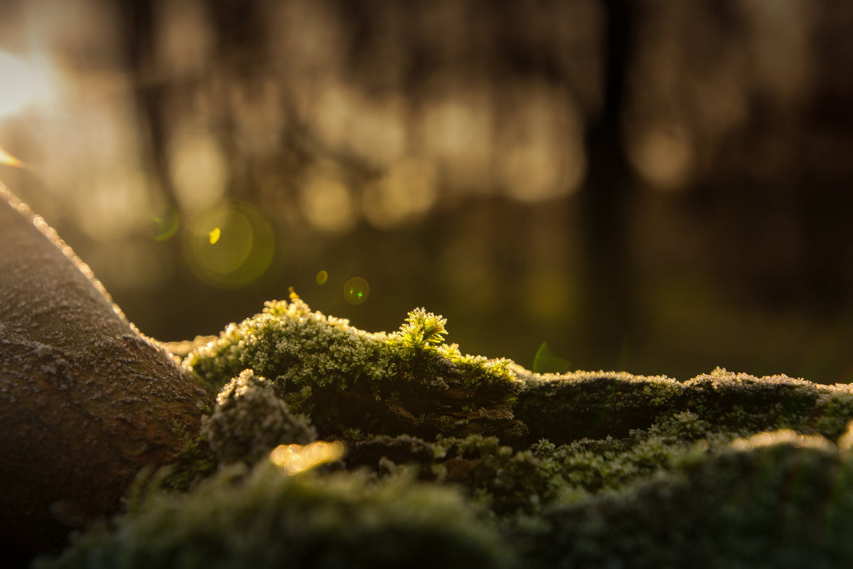 framedcanvas-print-the-moss