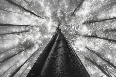 poster-print-reaching-the-sky