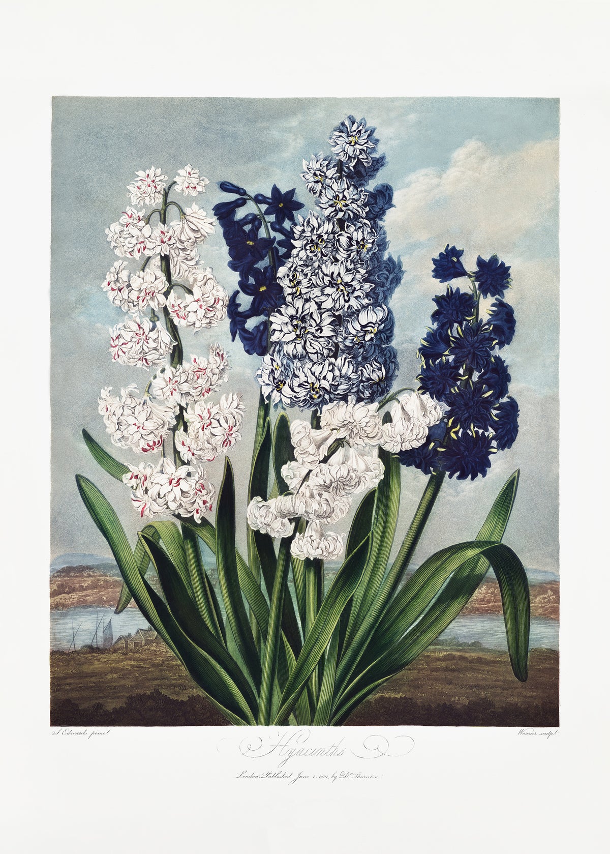 aluminium-print-hyacinths-from-the-temple-of-flora-1807