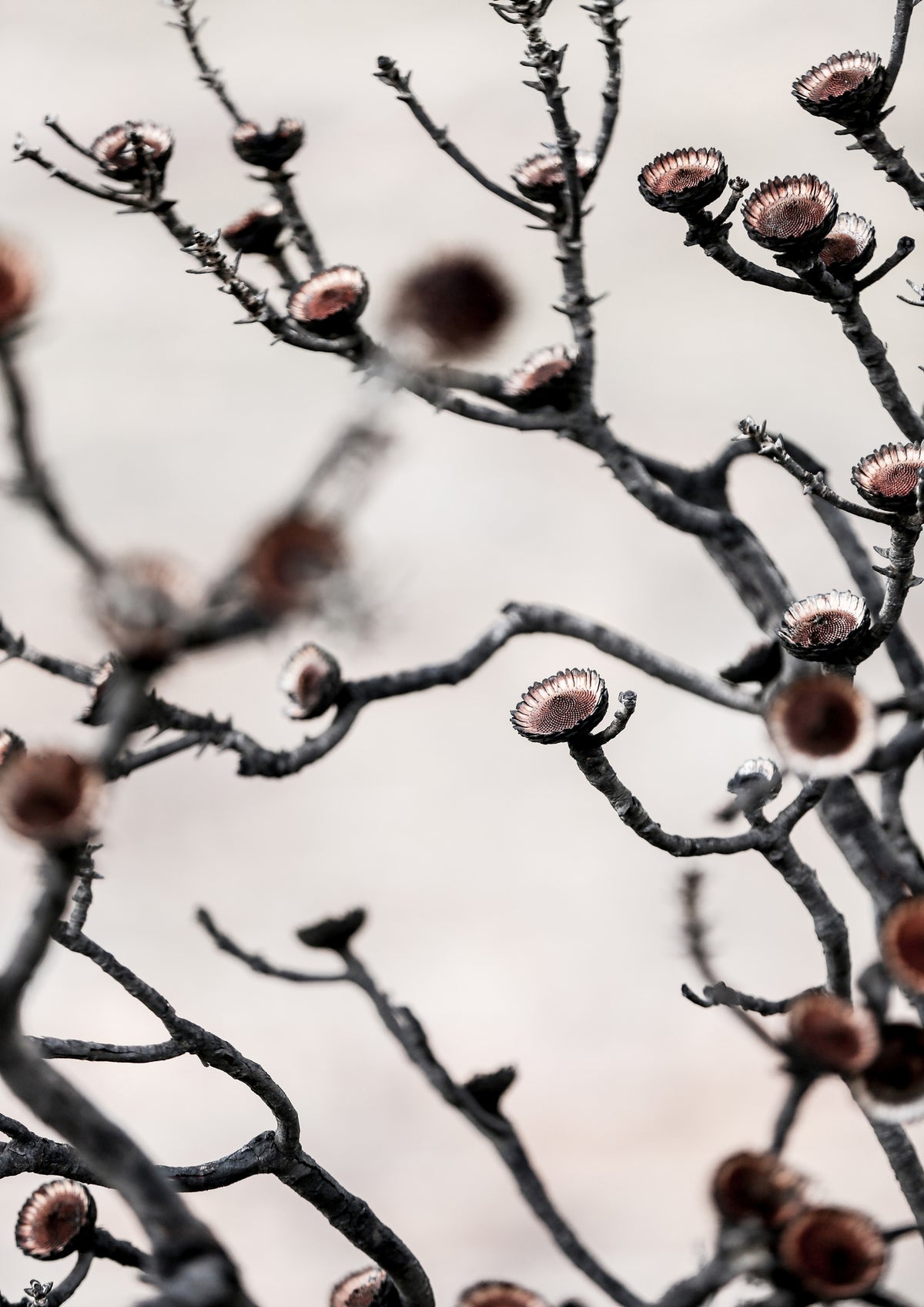 canvas-print-swartberg-protea