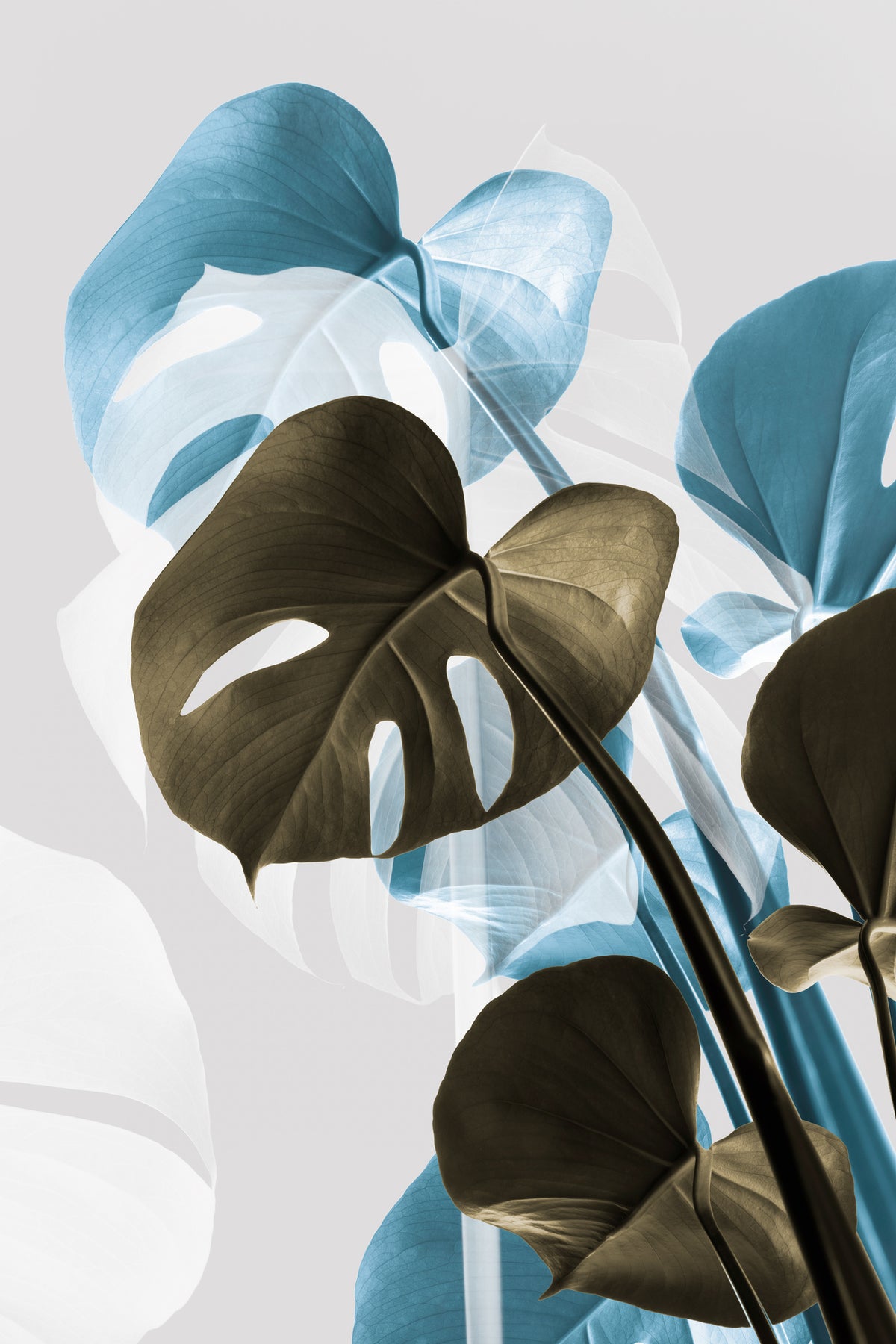 canvas-print-monstera-creative-13