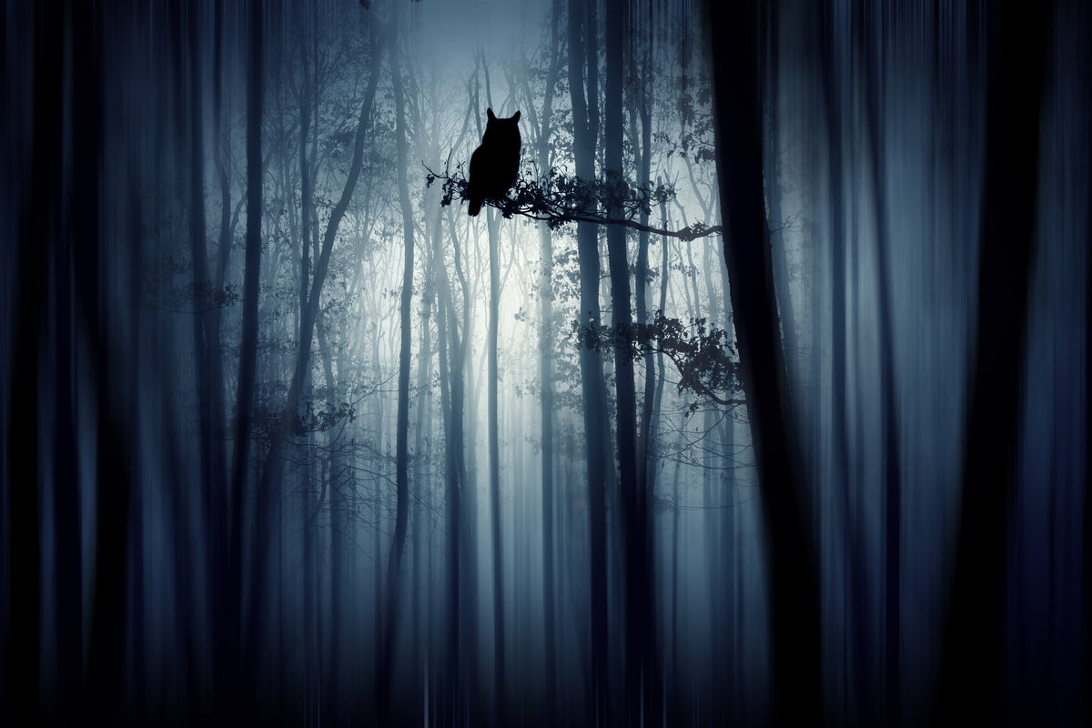 framedposter-print-in-the-forest-x