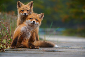 poster-print-two-little-foxes-lots-of-love