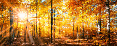 panoramic-poster-print-wald-panorama-im-goldenen-herbst
