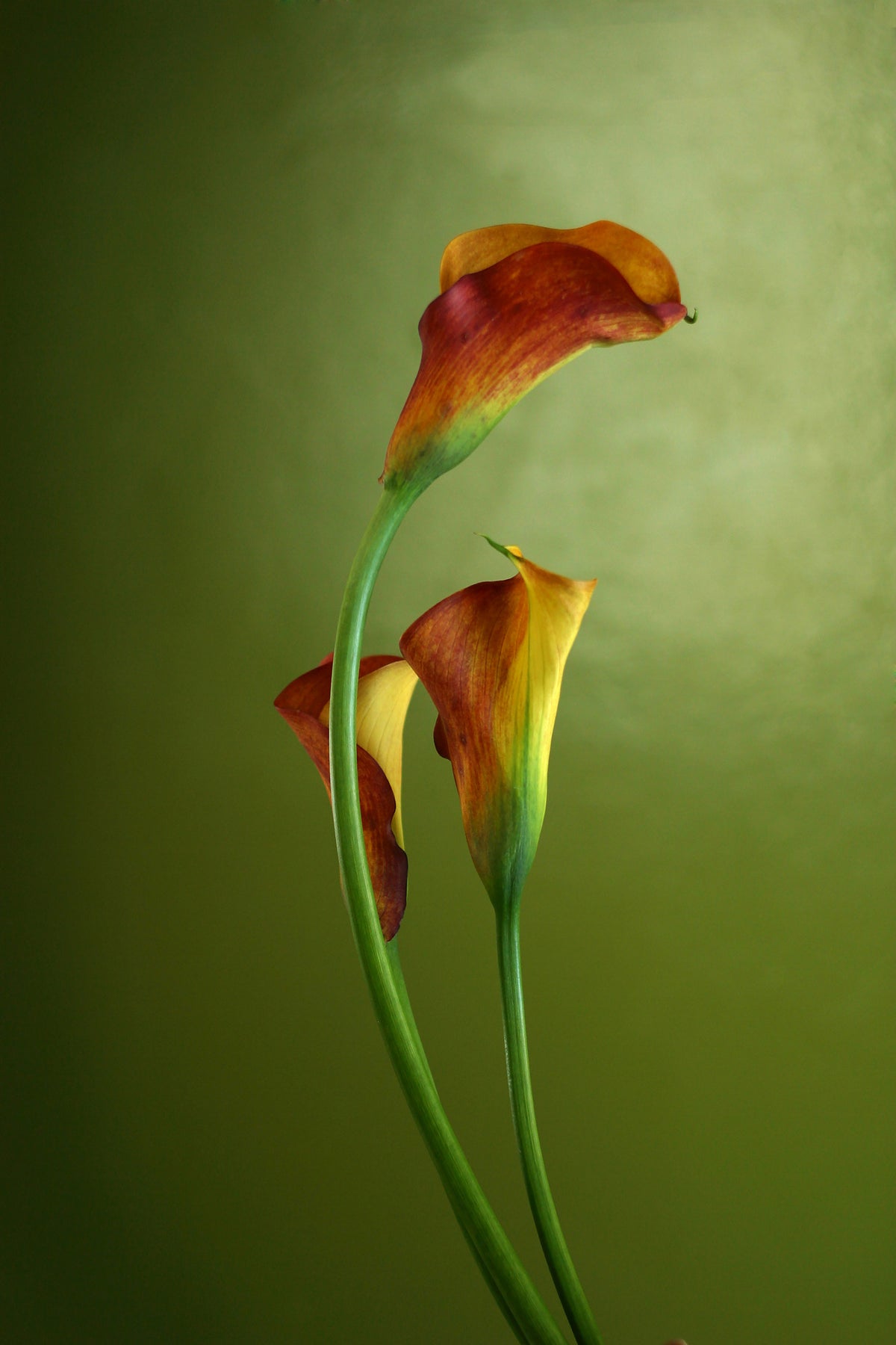 framedcanvas-print-3-callas