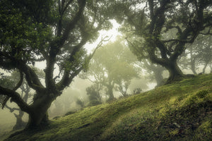 aluminium-print-enchanted-forest-xeb