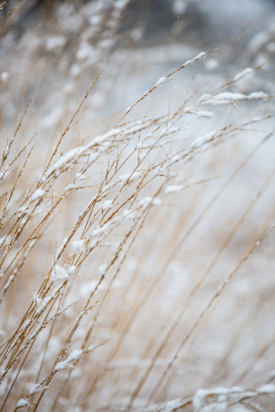 poster-print-winter-grass