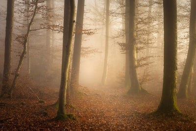 poster-print-november-forest