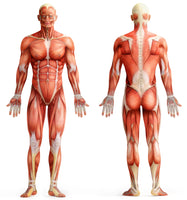 4-piece-canvas-print-anatomy-muscles