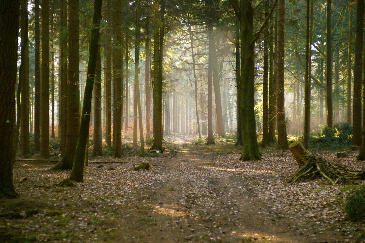 canvas-print-forest-run