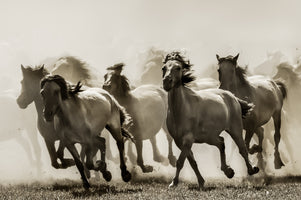 modern-3-piece-canvas-print-horse