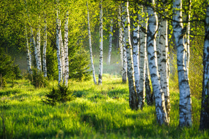 modern-3-piece-canvas-print-spring-green-foliage