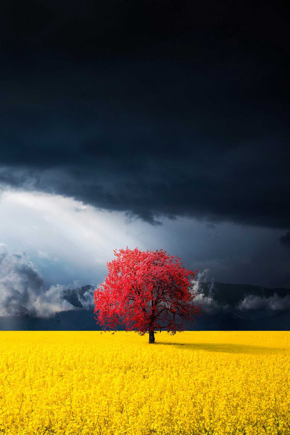 canvas-print-red-tree-x