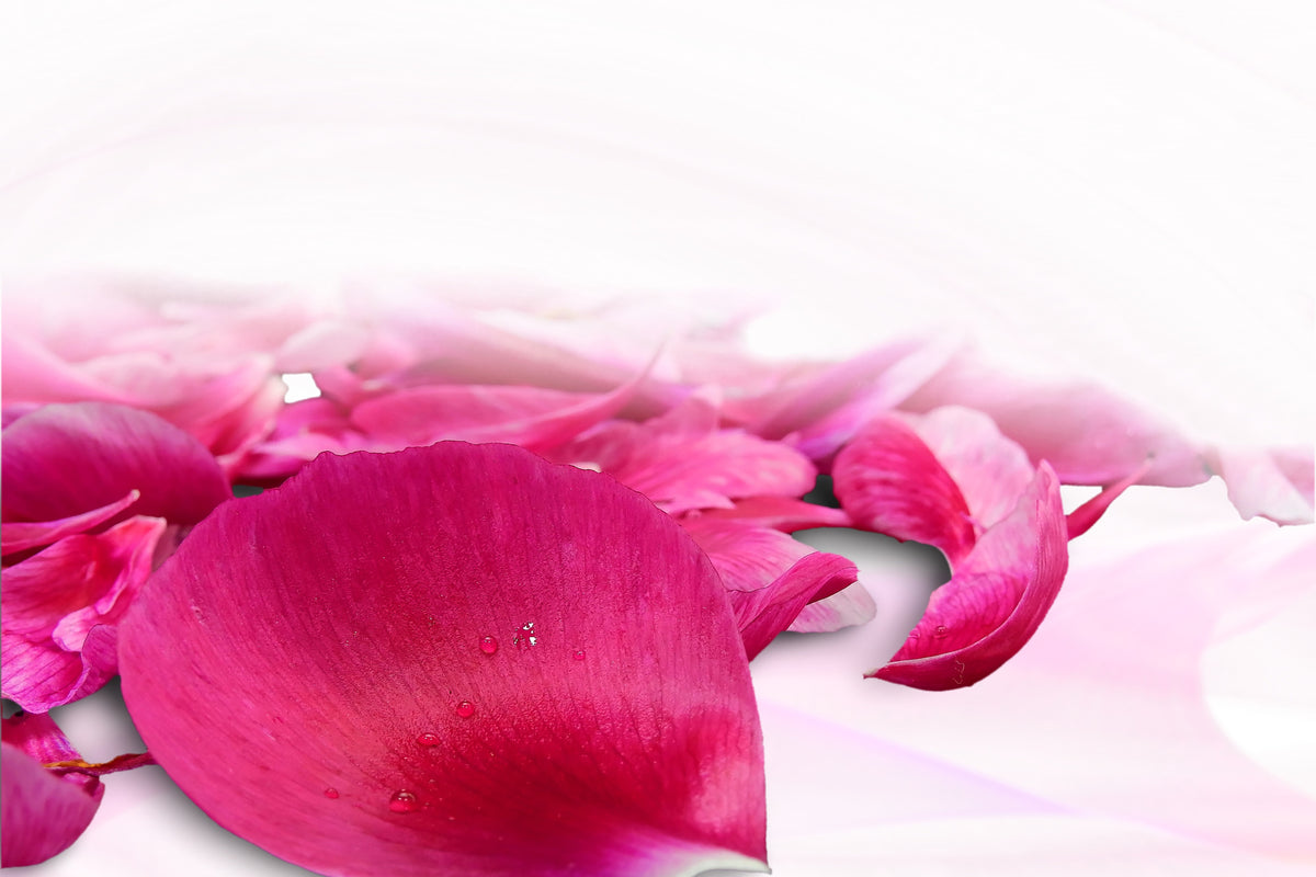 framedcanvas-print-rose-petals-in-pink-iii