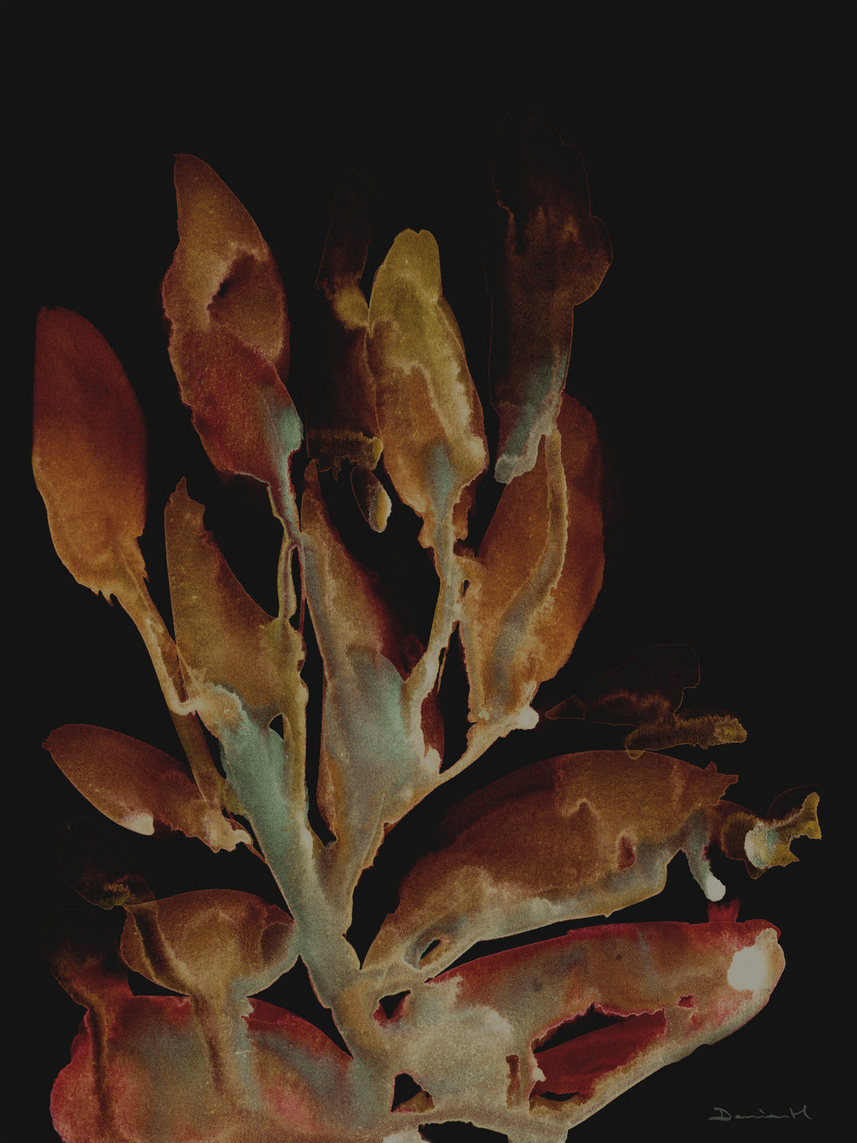 acrylic-print-night-plant