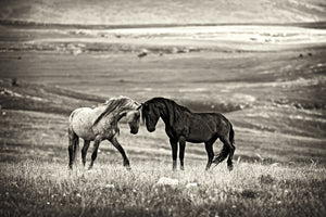 aluminium-print-close-encounter-x