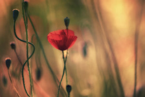canvas-print-untitled-xxviii