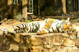 framedposter-print-the-siberian-tiger
