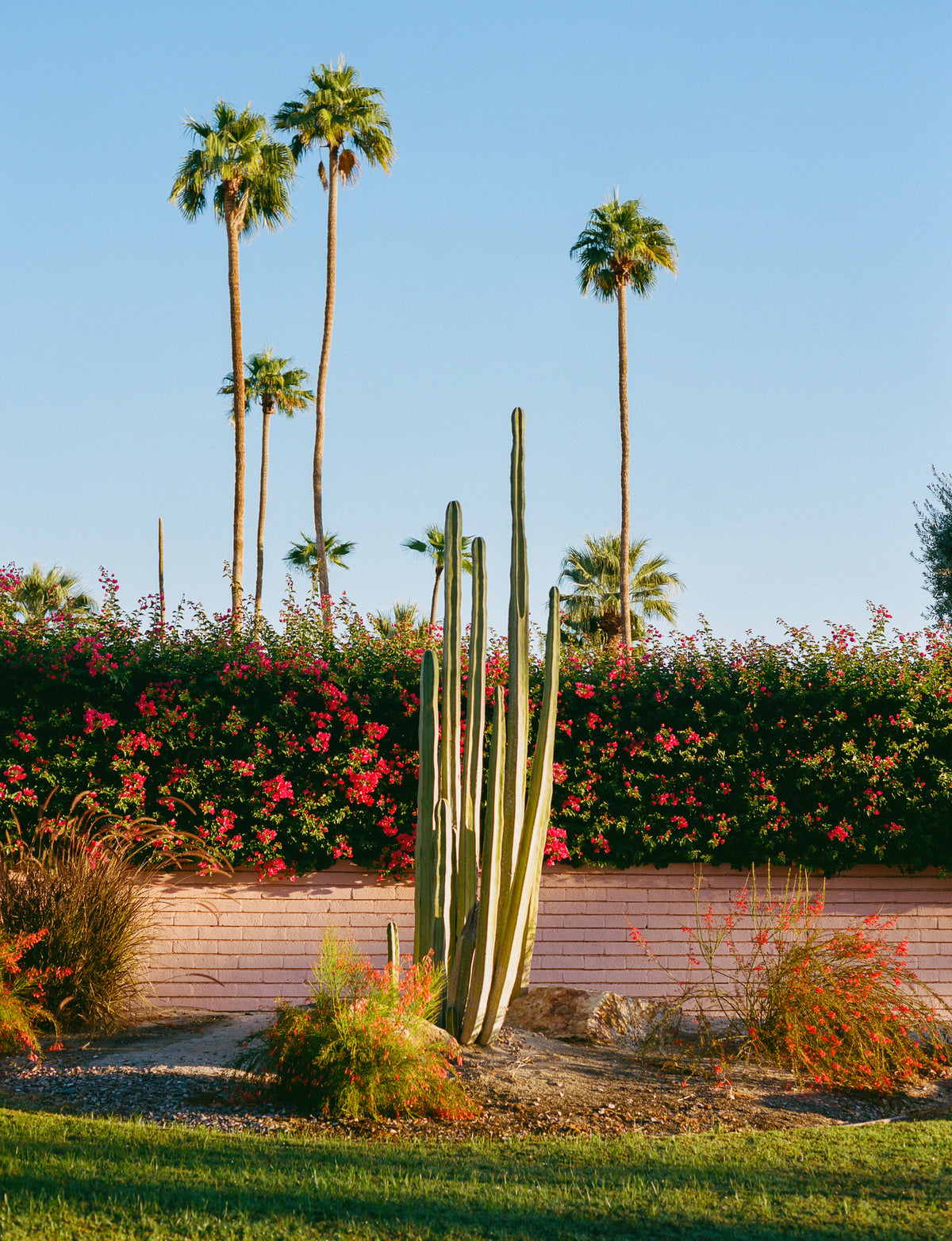 canvas-print-palm-springs-morning-ii-on-film