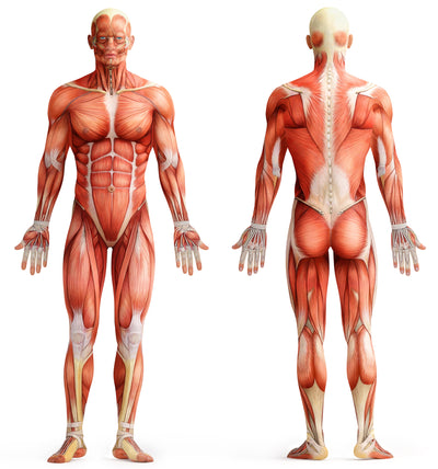 poster-print-anatomy-muscles