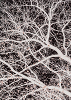 acrylic-print-tree-branches-2