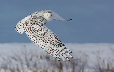 poster-print-snowy-owl
