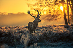 modern-3-piece-canvas-print-red-deer
