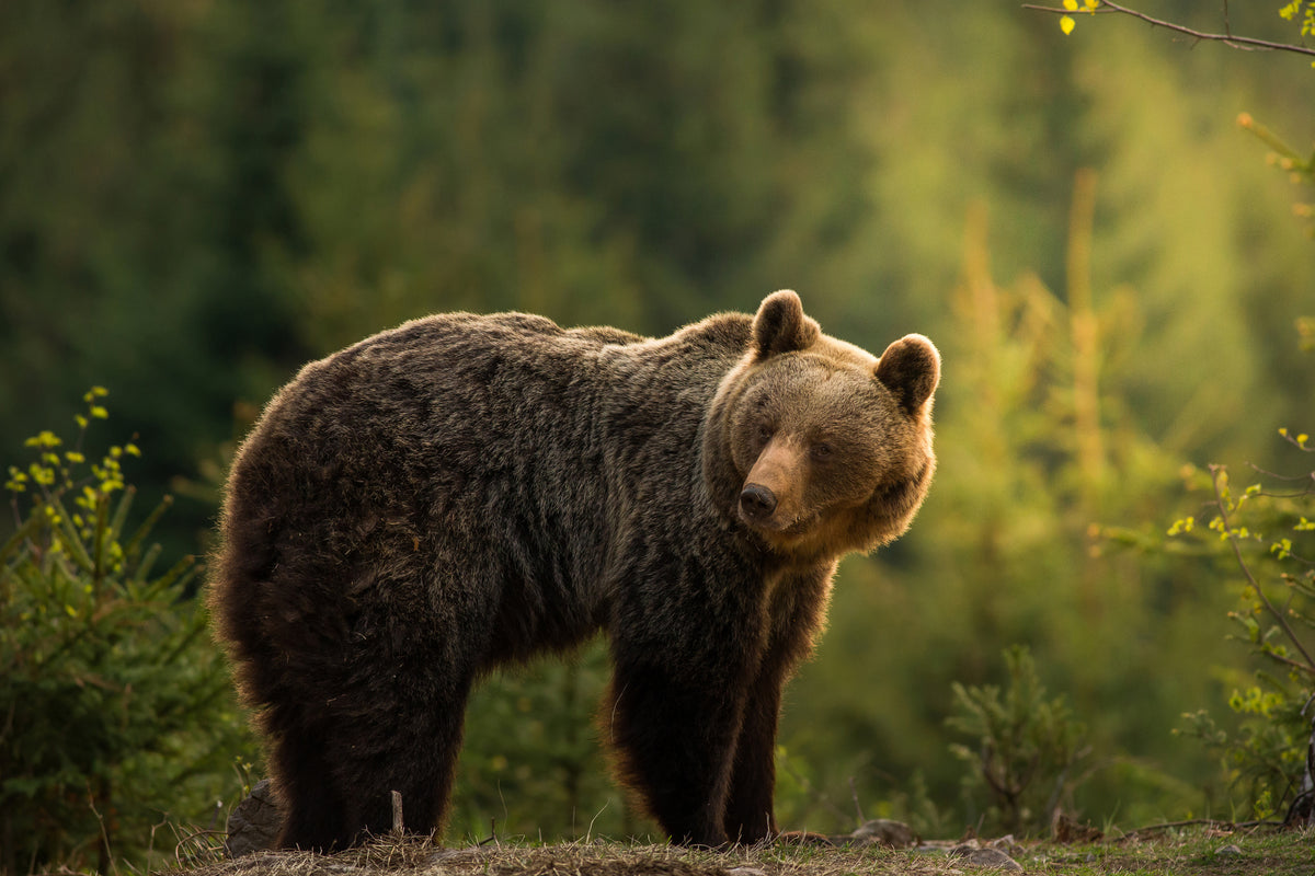 acrylic-print-backlit-bear-x