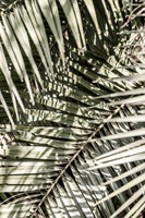 canvas-print-graphic-breeze