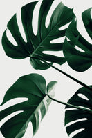 framedcanvas-print-monstera-natural-43