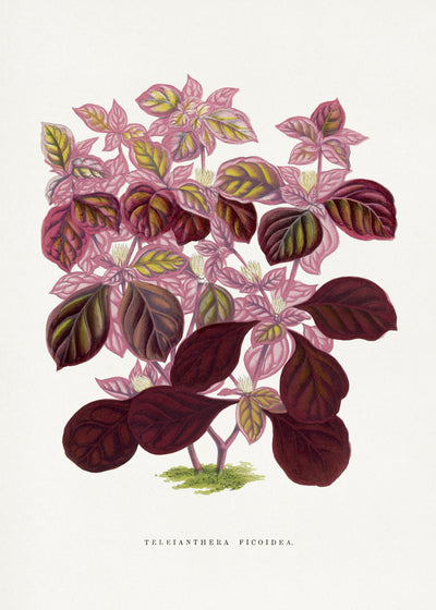 poster-print-blossoms-in-chestnut-and-purple