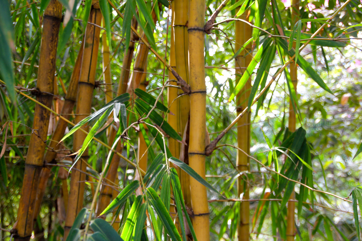 framedposter-print-wild-bamboo